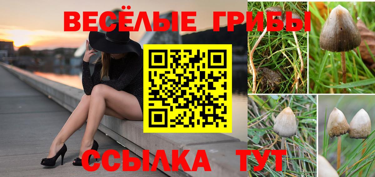 Елизово  Псилоцибиновые грибы MAGIC MUSHROOMS  Вход с VPN 